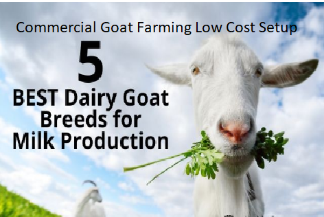 Commercial Goat Farming Low Cost Setup Commercial Goat Farming Low Cost Setup