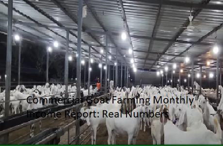 Commercial Goat Farming Monthly Income Report: Real Numbers
