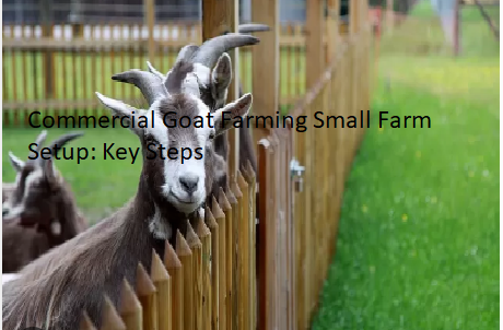 Commercial Goat Farming Small Farm Setup: Key Steps