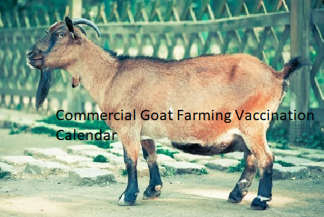 Commercial Goat Farming Vaccination Calendar Commercial Goat Farming Vaccination Calendar