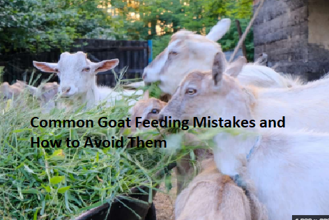 Common Goat Feeding Mistakes and How to Avoid Them Common Goat Feeding Mistakes and How to Avoid Them
