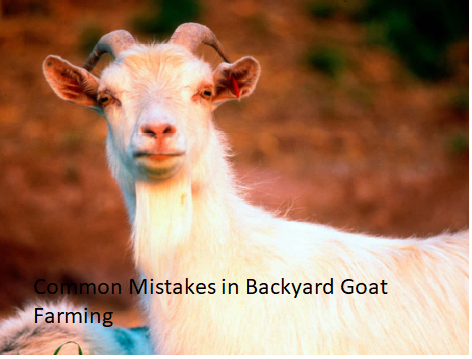 Common Mistakes in Backyard Goat Farming Common Mistakes in Backyard Goat Farming