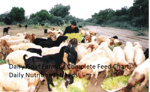 Dairy Goat Farming Complete Feed Chart: Daily Nutritional Needs