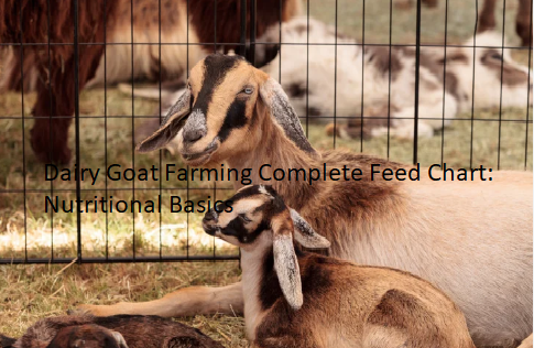 Dairy Goat Farming Complete Feed Chart: Nutritional Basics Dairy Goat Farming Complete Feed Chart: Nutritional Basics