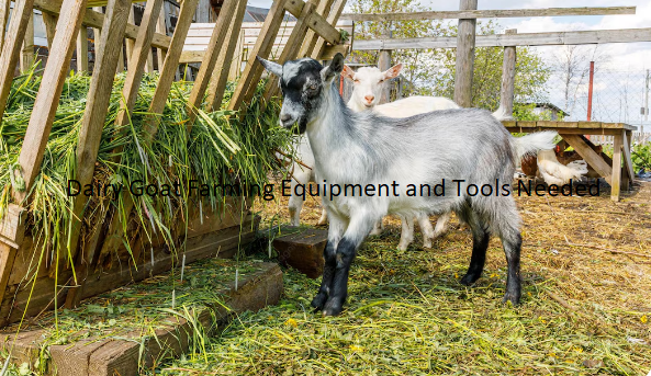 Dairy Goat Farming Equipment and Tools Needed