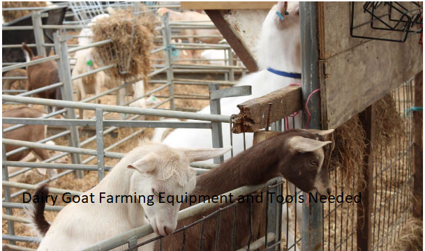 Dairy Goat Farming Equipment and Tools Needed