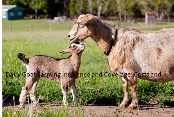 Dairy Goat Farming Insurance and Coverage: Costs and Facts