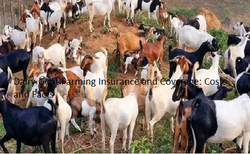 Dairy Goat Farming Insurance and Coverage: Costs and Facts
