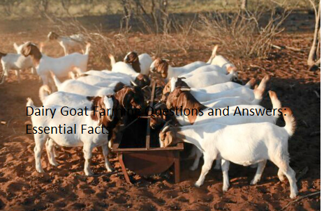 Dairy Goat Farming Questions and Answers: Essential Facts