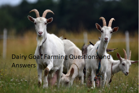 Dairy Goat Farming Questions and Answers Dairy Goat Farming Questions and Answers