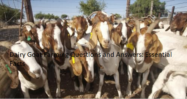 Dairy Goat Farming Questions and Answers: Essential Facts