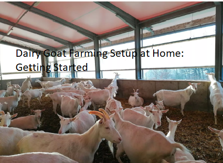 Dairy Goat Farming Setup at Home: Getting Started