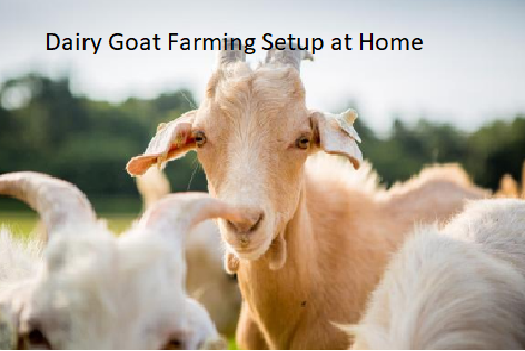 Dairy Goat Farming Setup at Home Dairy Goat Farming Setup at Home
