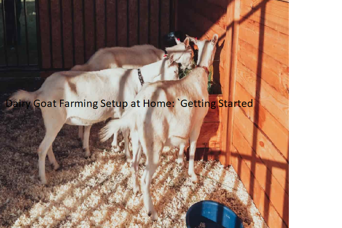 Dairy Goat Farming Setup at Home: Getting Started