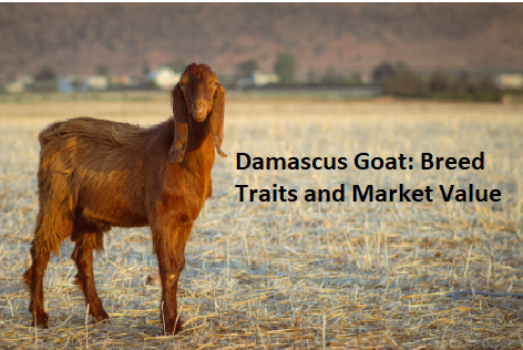 Damascus Goat: Breed Traits and Market Value Damascus Goat: Breed Traits and Market Value