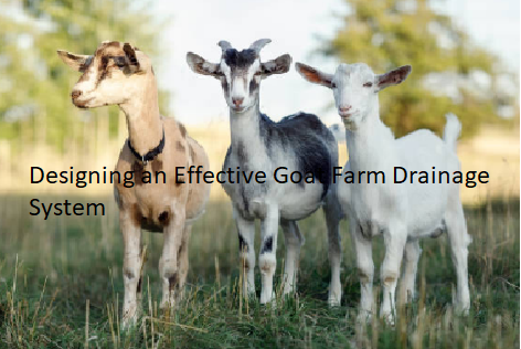 Designing an Effective Goat Farm Drainage System