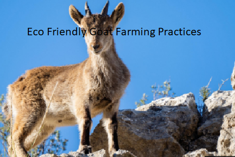 Eco Friendly Goat Farming Practices Eco Friendly Goat Farming Practices