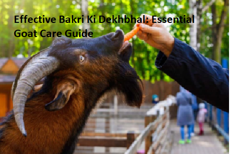 Effective Bakri Ki Dekhbhal: Essential Goat Care Guide Effective Bakri Ki Dekhbhal: Essential Goat Care Guide