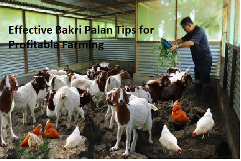 Effective Bakri Palan Tips for Profitable Farming Effective Bakri Palan Tips for Profitable Farming
