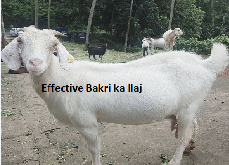 Effective Bakri ka Ilaj Effective Bakri ka Ilaj