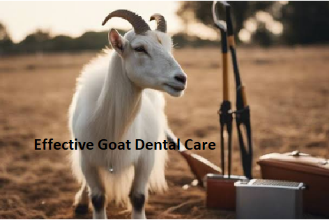 Effective Goat Dental Care Effective Goat Dental Care