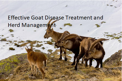 Effective Goat Disease Treatment and Herd Management Effective Goat Disease Treatment and Herd Management