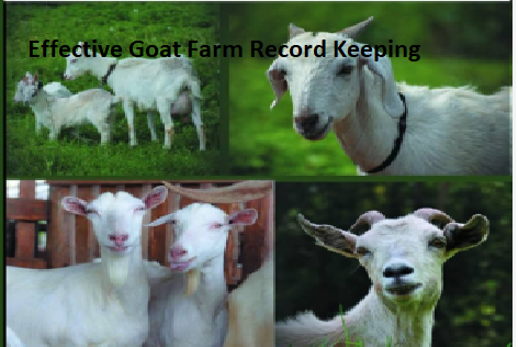 Effective Goat Farm Record Keeping Effective Goat Farm Record Keeping