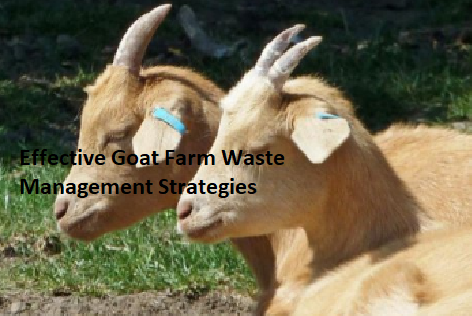 Effective Goat Farm Waste Management Strategies Effective Goat Farm Waste Management Strategies