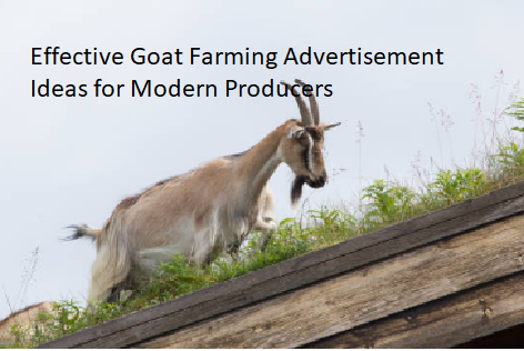 Effective Goat Farming Advertisement Ideas for Modern Producers Effective Goat Farming Advertisement Ideas for Modern Producers