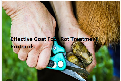 Effective Goat Foot Rot Treatment Protocols Effective Goat Foot Rot Treatment Protocols