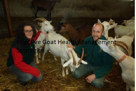 Effective Goat Health Management Strategies Effective Goat Health Management Strategies