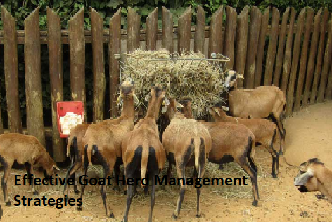 Effective Goat Herd Management Strategies Effective Goat Herd Management Strategies