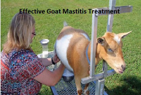 Effective Goat Mastitis Treatment Effective Goat Mastitis Treatment