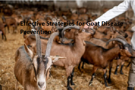 Effective Strategies for Goat Disease Prevention Effective Strategies for Goat Disease Prevention