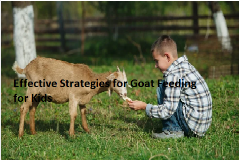 Effective Strategies for Goat Feeding for Kids Effective Strategies for Goat Feeding for Kids