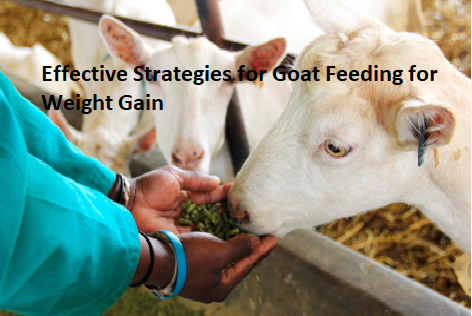 Effective Strategies for Goat Feeding for Weight Gain Effective Strategies for Goat Feeding for Weight Gain