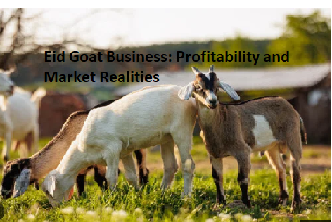 Eid Goat Business: Profitability and Market Realities Eid Goat Business: Profitability and Market Realities