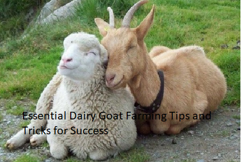 Essential Dairy Goat Farming Tips and Tricks for Success Essential Dairy Goat Farming Tips and Tricks for Success