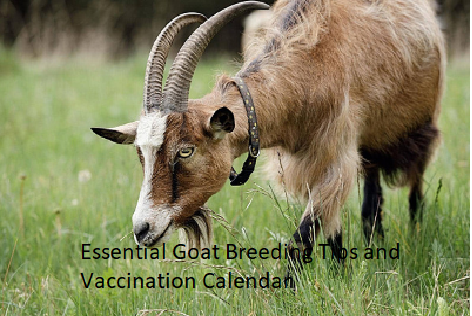 Essential Goat Breeding Tips and Vaccination Calendar Essential Goat Breeding Tips and Vaccination Calendar