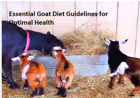 Essential Goat Diet Guidelines for Optimal Health Essential Goat Diet Guidelines for Optimal Health