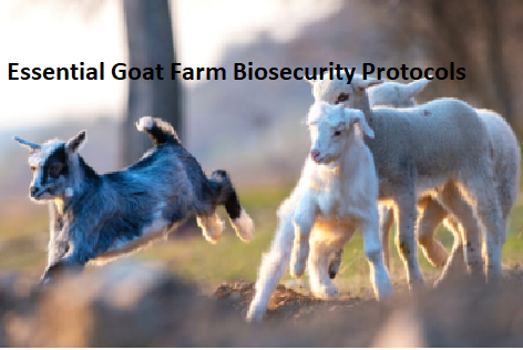 Essential Goat Farm Biosecurity Protocols Essential Goat Farm Biosecurity Protocols