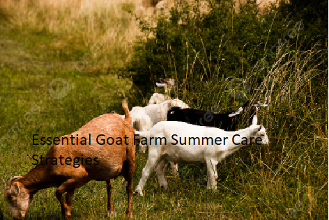 Essential Goat Farm Summer Care Strategies Essential Goat Farm Summer Care Strategies