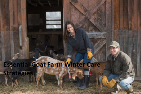 Essential Goat Farm Winter Care Strategies Essential Goat Farm Winter Care Strategies