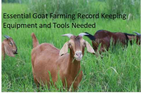 Essential Goat Farming Record Keeping Equipment and Tools Needed