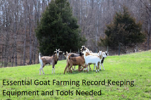 Essential Goat Farming Record Keeping Equipment and Tools Needed