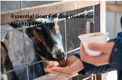 Essential Goat Feeding Guide for Healthy Livestock Essential Goat Feeding Guide for Healthy Livestock