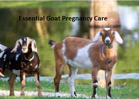 Essential Goat Pregnancy Care Essential Goat Pregnancy Care