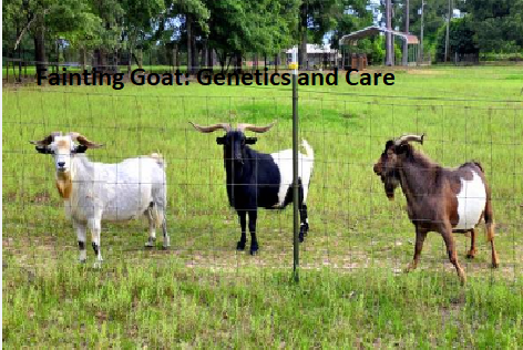Fainting Goat: Genetics and Care Fainting Goat: Genetics and Care