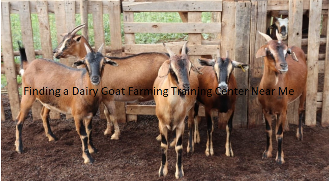 Finding a Dairy Goat Farming Training Center Near Me