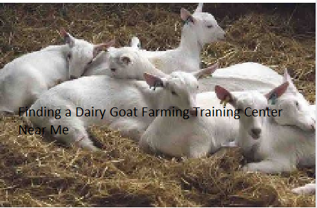 Finding a Dairy Goat Farming Training Center Near Me